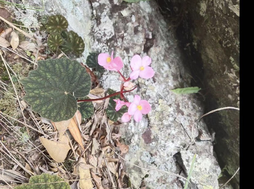 贵州野生紫背天葵