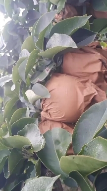 修武县高品质黄梨