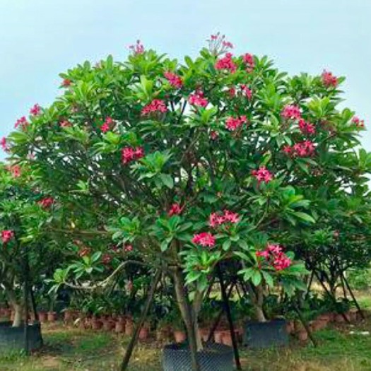 鸡蛋花，花期5-10月，果期栽培极少结果，一般为7-12月。