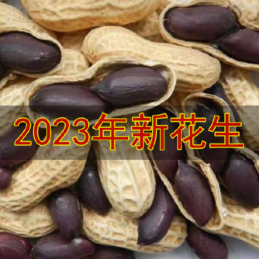 2023新黑花生种子富硒带壳黑花生 自然晒干花生种子
