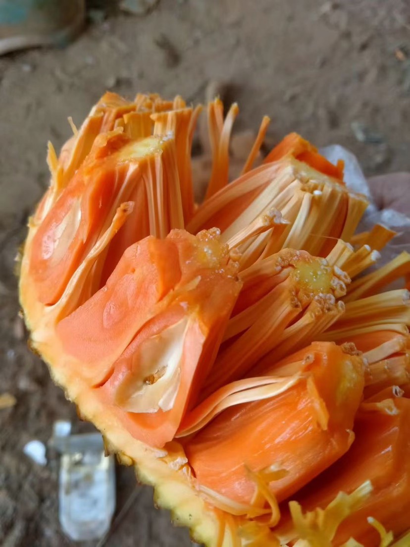 12号红肉菠萝蜜苗，嫁接苗
