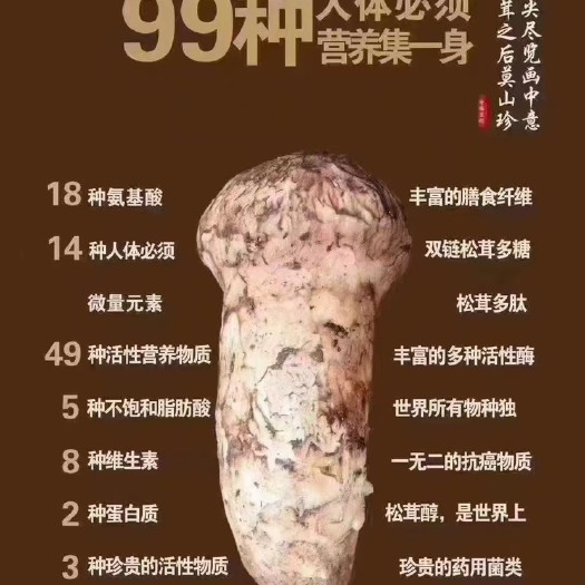 康定市菌类松茸（干片、鲜货）