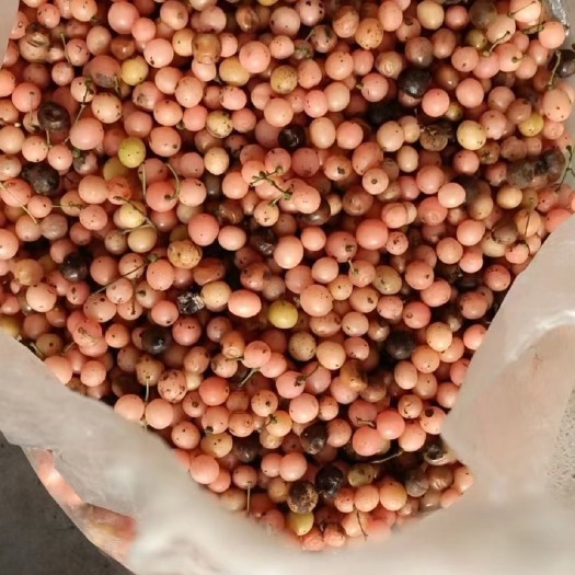 独山县贵州金果榄种子