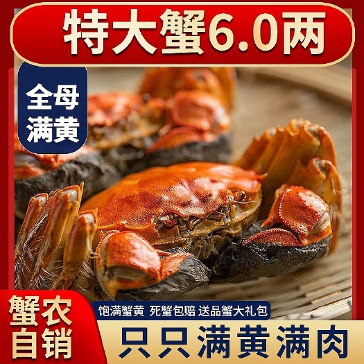 特大全母大闸蟹鲜活螃蟹河蟹湖水养殖母蟹现货水产礼盒装