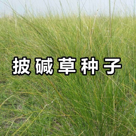 披碱草种子抗风沙耐寒耐旱耐盐碱护坡固土绿化多年生四季牧草种籽