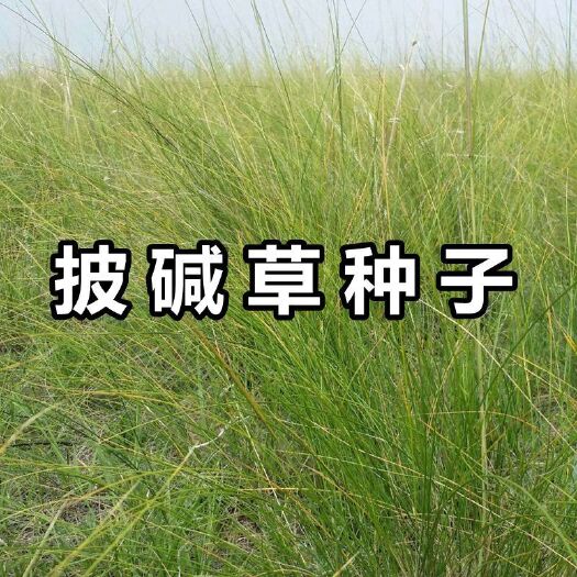 沭阳县披碱草种子抗风沙耐寒耐旱耐盐碱护坡固土绿化多年生四季牧草种籽
