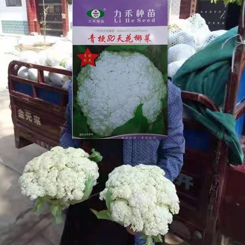 青梗80天花椰菜种子2000粒装力禾中晚熟白松花菜种籽高