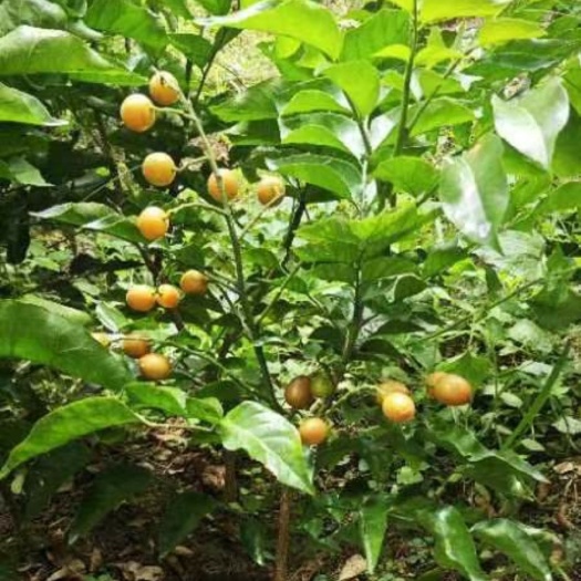 内江黄皮果小苗批发，隆昌黄皮苗基地，资中威远桃子树小苗价格