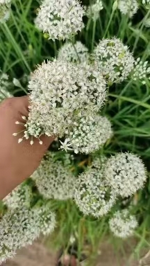 临漳县韭花