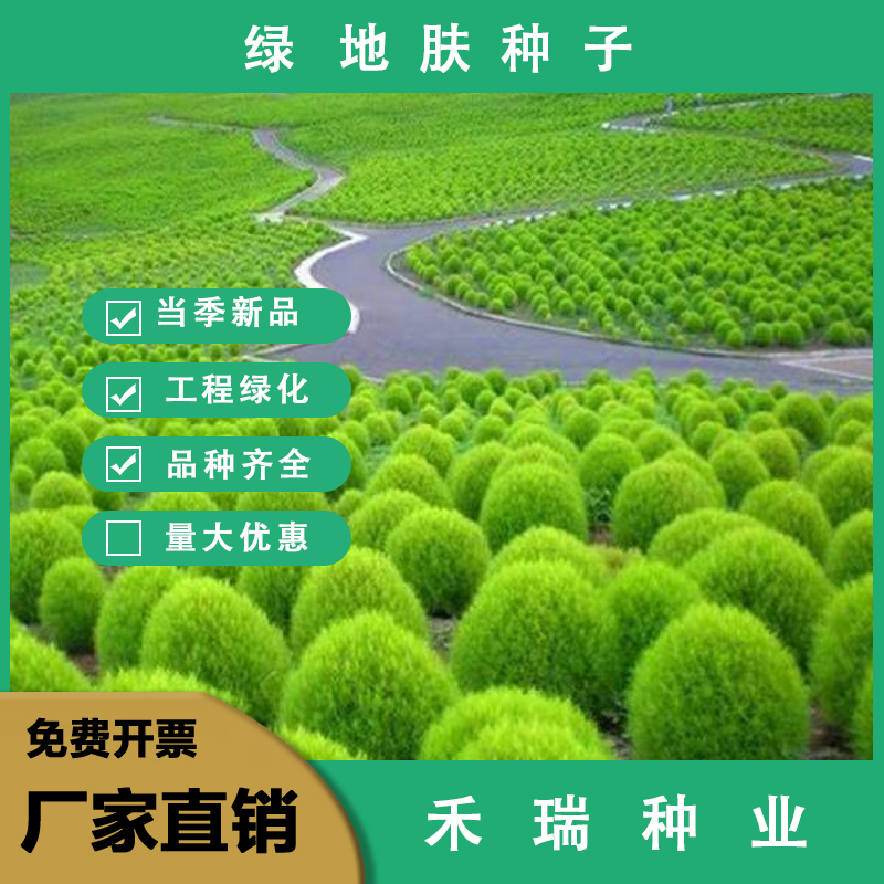 南京红地肤种子绿地肤扫帚草花籽阳台盆栽植庭院植物观叶花卉花种籽子