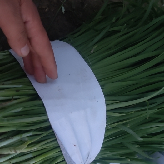 莱阳市好韭菜