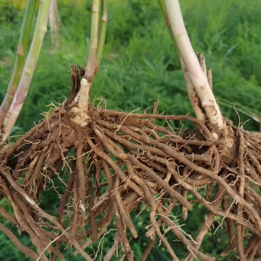 曹县芦笋苗根绿色芦笋根苗四季种植蔬菜种苗阳台盆栽多年生绿色芦笋根