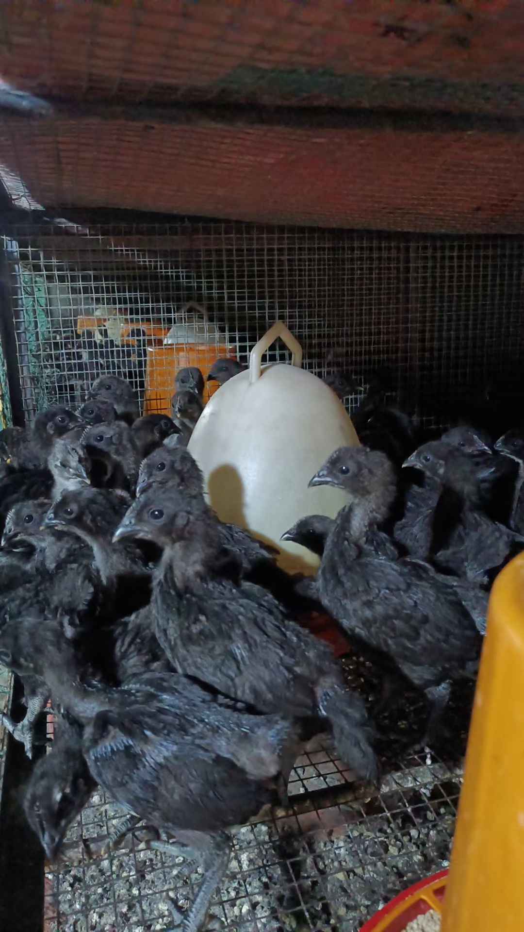珍珠鸡，山鸡，贵妃鸡，芦花鸡，脱温苗，出壳苗，都有