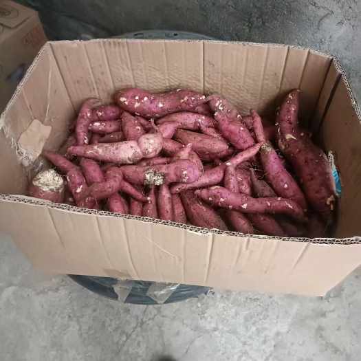 吉林蛟河沙土地地瓜，红皮黄烊，还有4000斤紫薯西瓜红