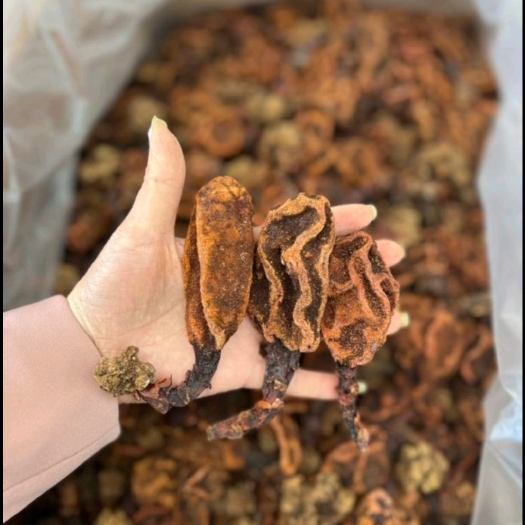昆明云南回春草鹿仙草产地一手货源