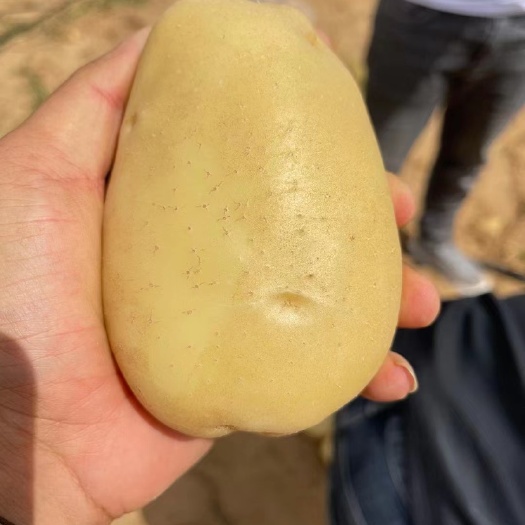 定边县土豆