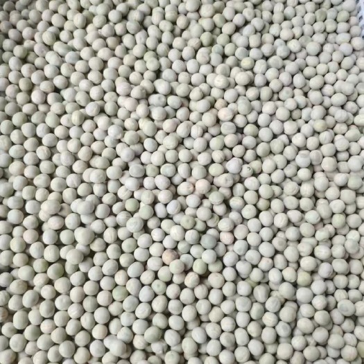 临沂青豌豆芽苗菜豌豆苗豆苗