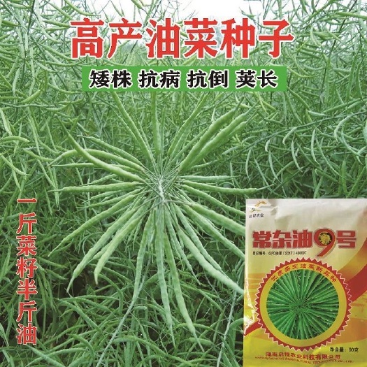矮杆榨油观赏油菜籽种子油菜花种子油菜籽春季油菜花籽蔬菜种