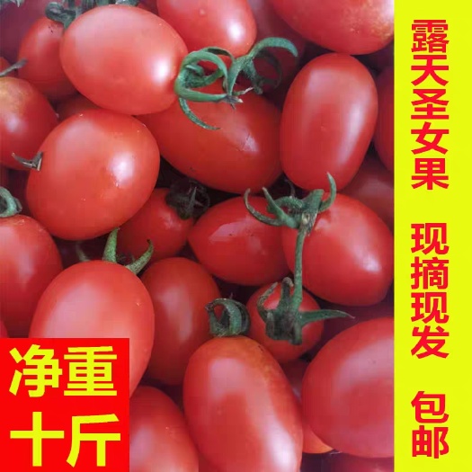 圣女果新鲜现摘山东千禧小番茄迷你千禧西红柿五斤新鲜水果包邮