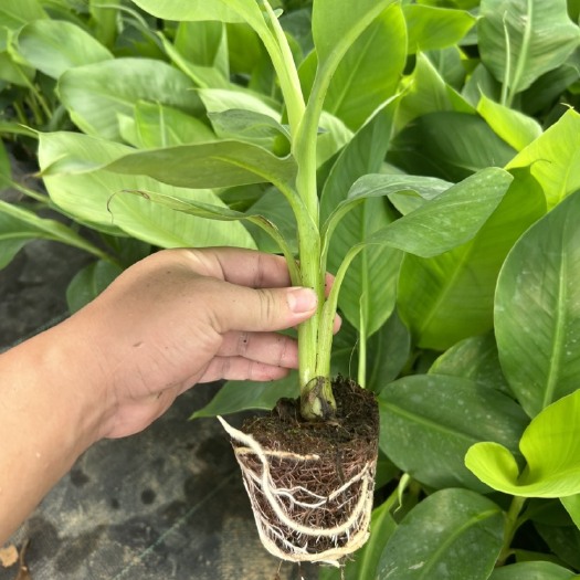南宁供应桂蕉九号全椰糠杯苗