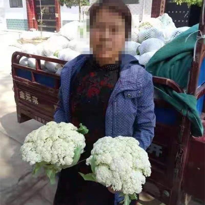 青梗80天花椰菜种子2000粒装力禾中晚熟白松花菜种籽高
