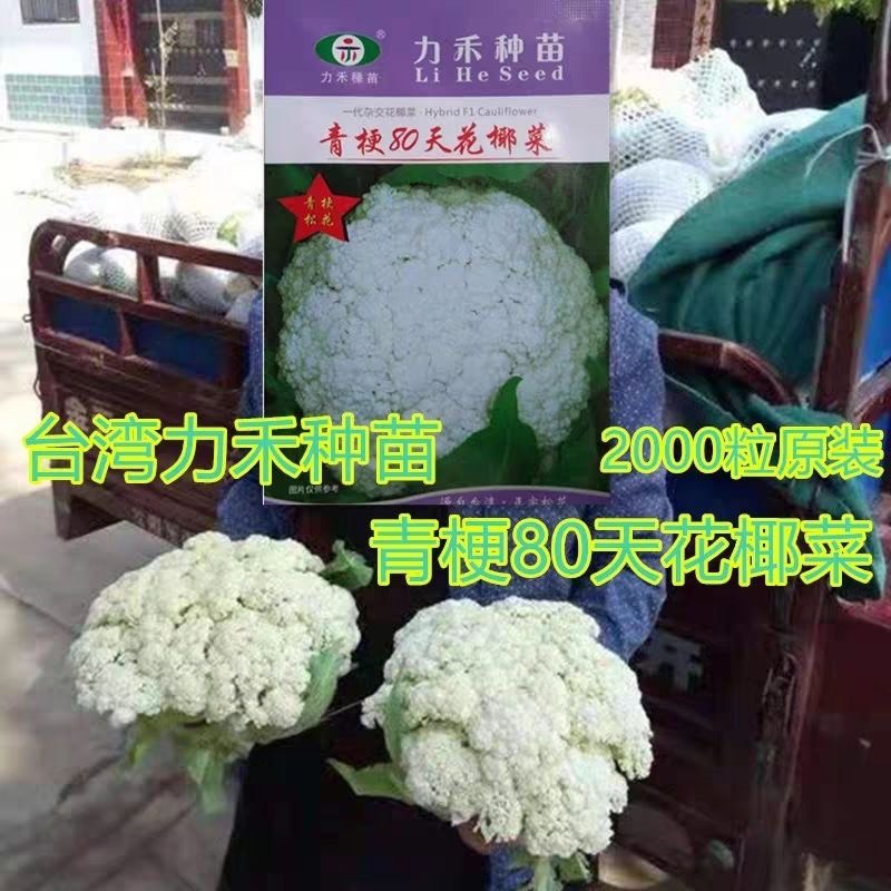 青梗80天花椰菜种子2000粒装力禾中晚熟白松花菜种籽高