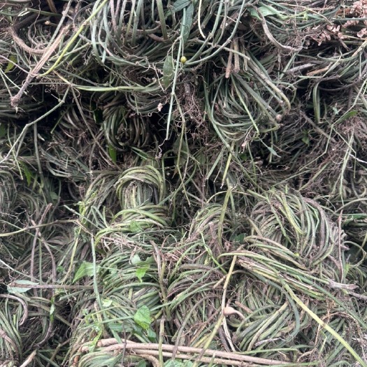 独山县贵州三叶青藤干货