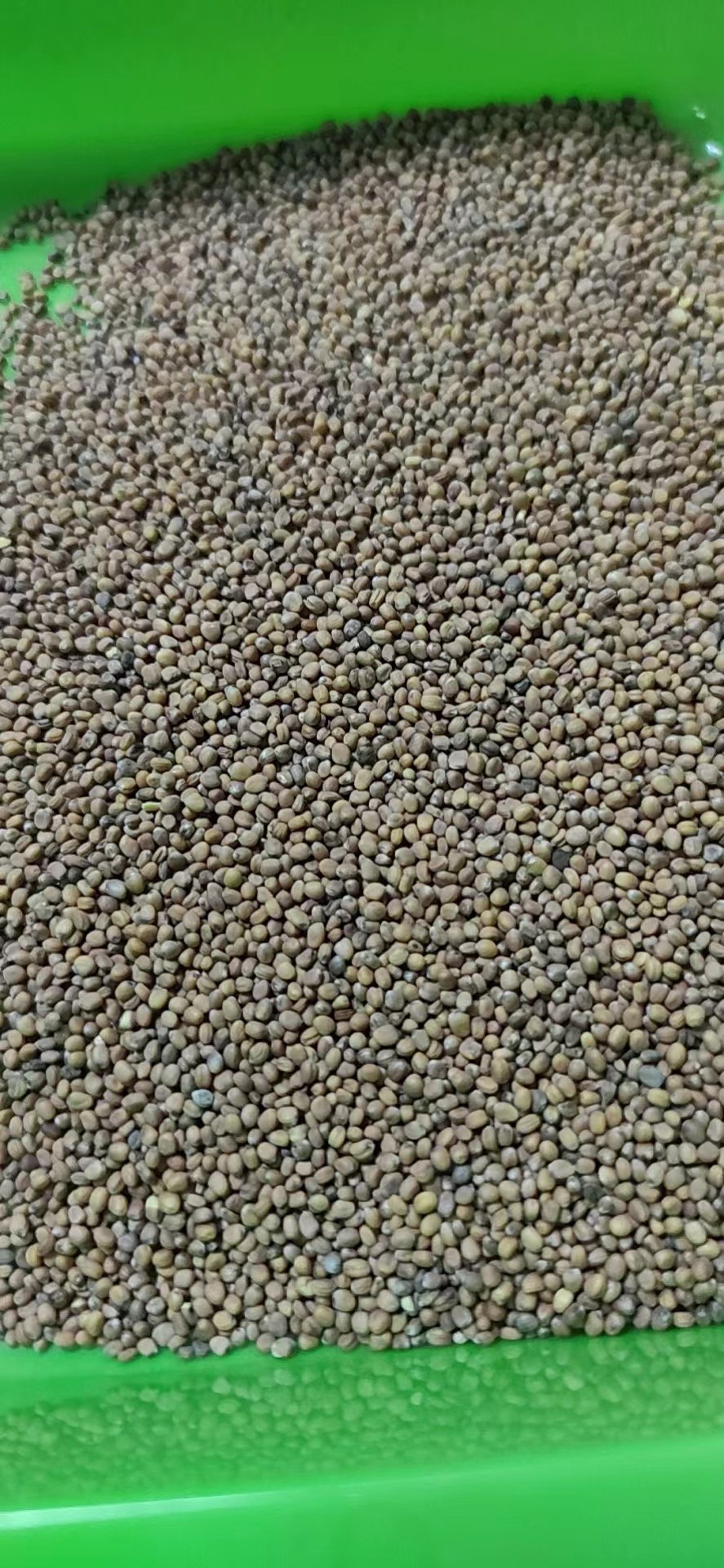 临沂白萝卜芽苗菜萝卜苗