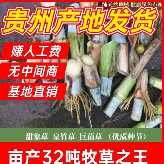 长沙热销3号甜象草亩产40吨巨菌草红象草养殖专用牧草多年生四季常