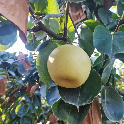 保定精品皇冠梨，果皮干净，无鸡爪病，水份足