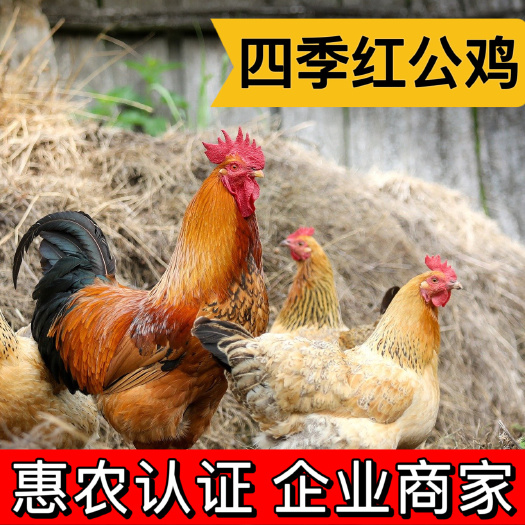 衡阳红毛公鸡苗 四季红公鸡 红毛黑尾大红冠