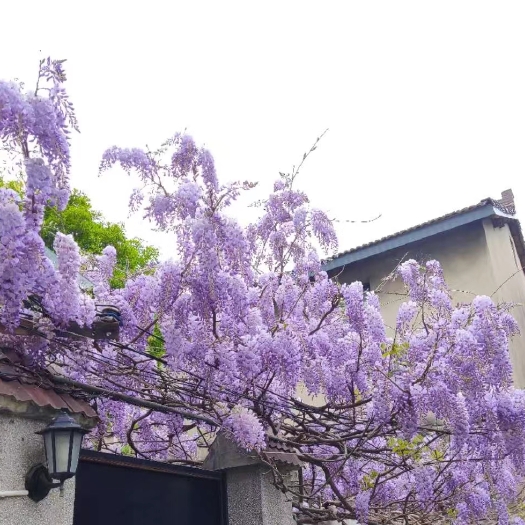 上海30年树龄紫藤