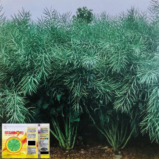 油菜种子油菜籽矮杆新品种原装正品黑油菜子双籽杂交耐寒抗病