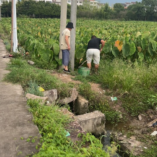 仙居县毛芋头