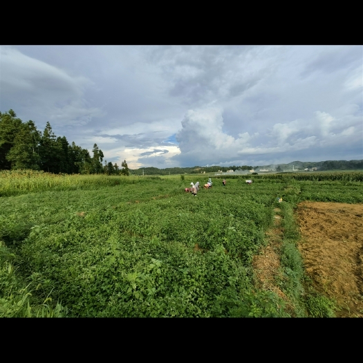 安顺折耳根