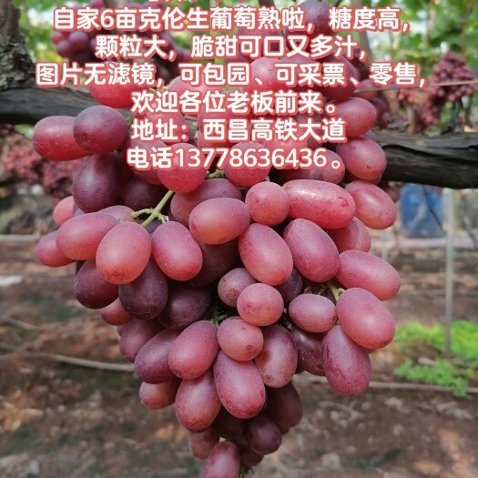 西昌市西昌晚熟克伦生葡萄
