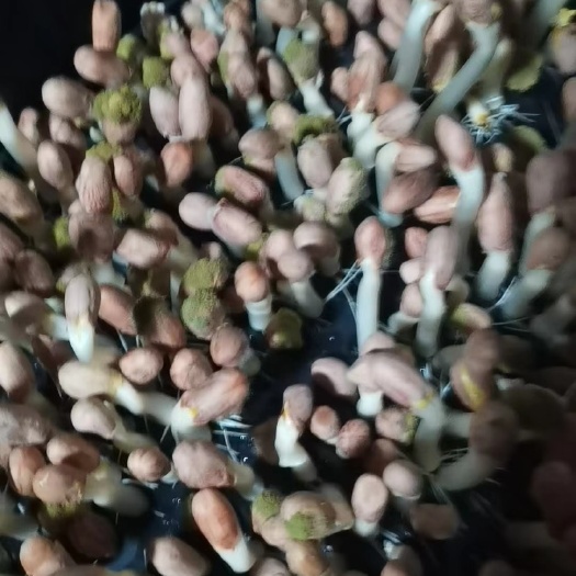 临沂芽苗菜花生芽用消毒粉杀菌消毒除霉菌预防白毛