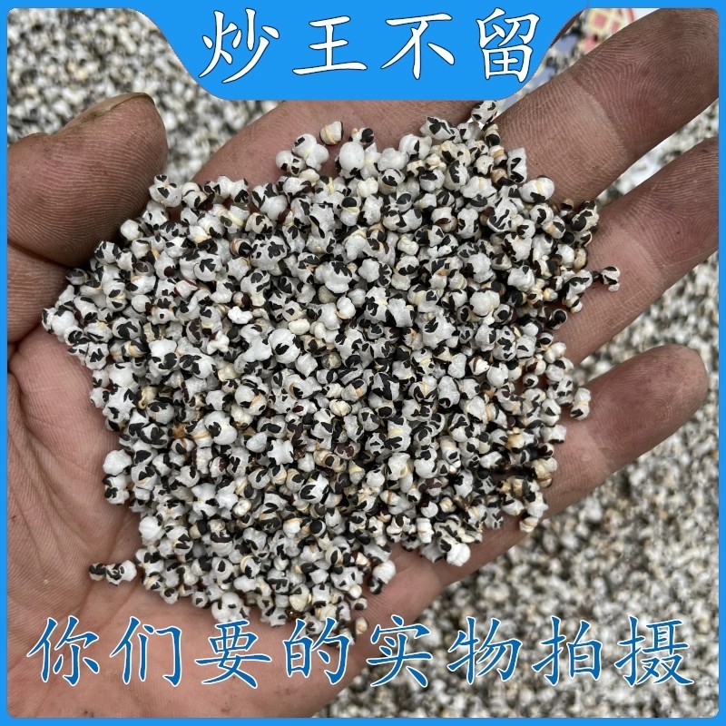 亳州包邮 王不留行500克 王不留籽 留行子 中药材