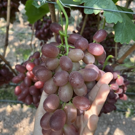 西昌市克伦生次果青花