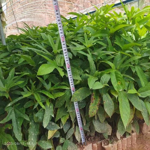苍梧县五指毛桃苗