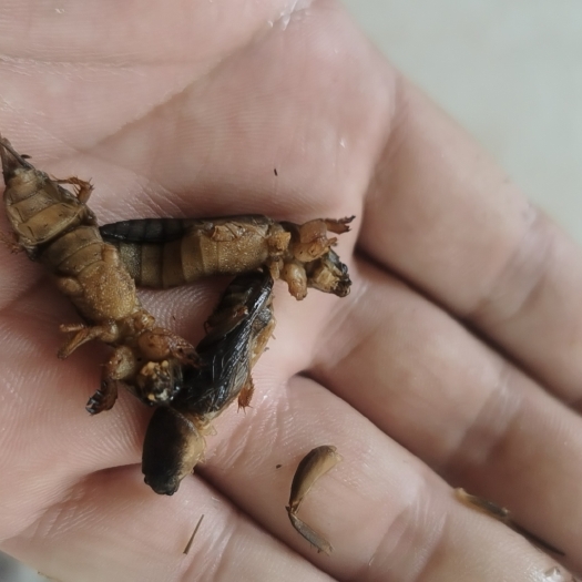 百色蝼蛄，爬地狗，