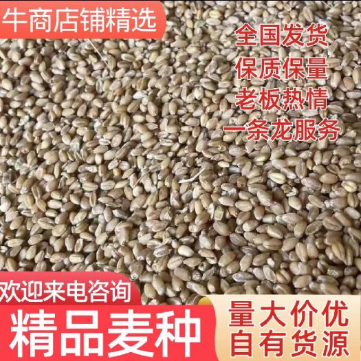 西华县小麦种子