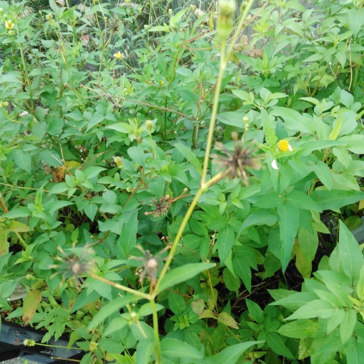 饶平县鬼针草
