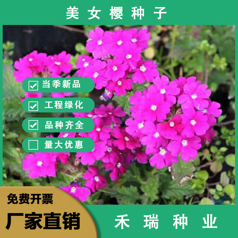 南京美女樱种子庭院阳台室内易种花种籽四季播种花种七彩绣球盆栽种子