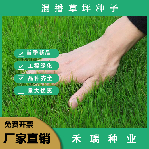 南京草坪种子，混播草坪种子，庭院小区绿化护坡草种草籽