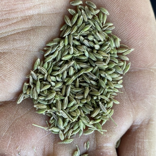 金塔县孜然茴香批发