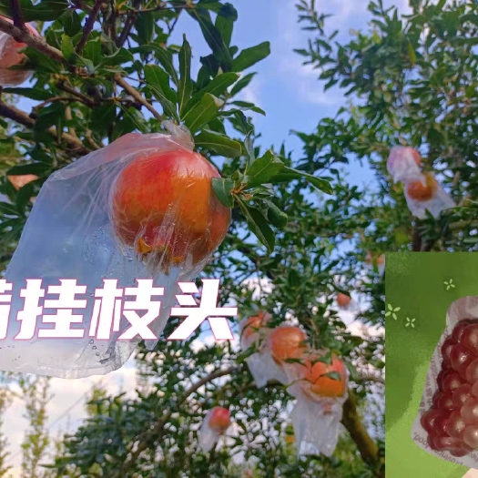 蒙自市云南蒙自水晶甜石榴时中秋佳节令水果
