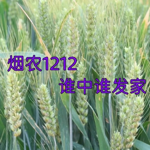涿州市烟农1212小麦种子国审批发大穗矮杆抗病抗倒抗冻小麦种子