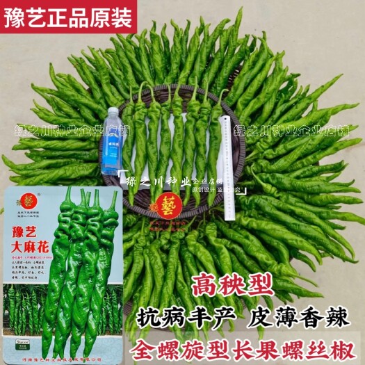 沭阳县真正的螺丝椒豫艺大果螺丝椒种子 全螺型辣椒种籽高秧螺丝椒种子
