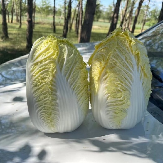 张北县精品黄心娃娃菜，大娃娃，小娃娃，毛菜 全年供货